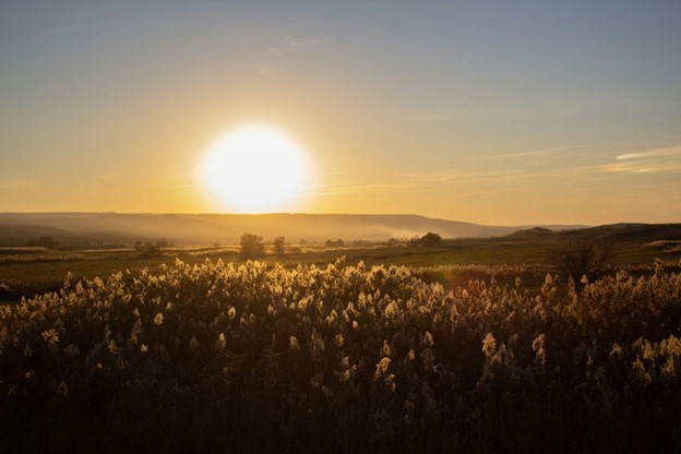 Sun rising over a field of sunflowers