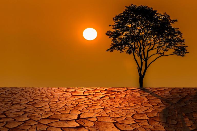 Sun and a single tree over a barren landscape